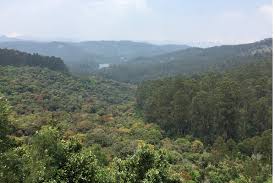Mathi Kettan Sola Medicine Forest Kodaikanal